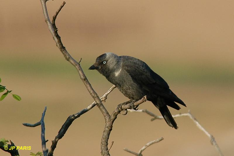 Corvus monedula